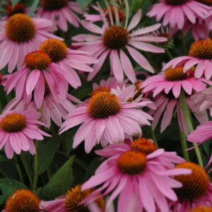 Echinacea (Coneflower) – Magnus – #1 Container