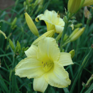 Hemerocallis (Daylily) – Happy Returns – #1 Container