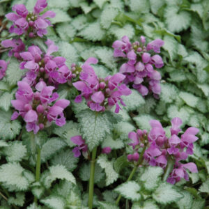 Lamium (Dead Nettle) – Maculatum Orchid Frost – #1 Container