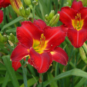 Hemerocallis (Daylily) – Chicago Apache – #1 Container