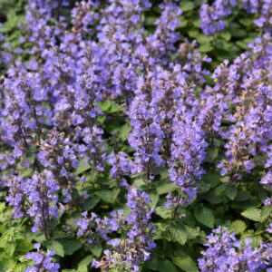 Nepeta (Catmint) – Purrsian Blue – #1 Container