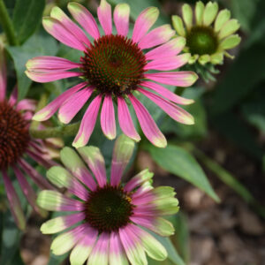 Echinacea (Coneflower) – Green Twister – #1 Container