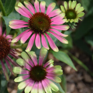 Echinacea (Coneflower) – Green Twister – #2 Container