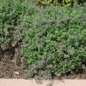 Nepeta (Catmint) – Junior Walker – #2 Container