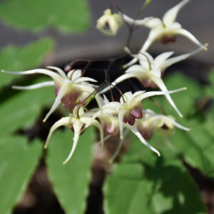 Epimedium – Domino – #1 Container