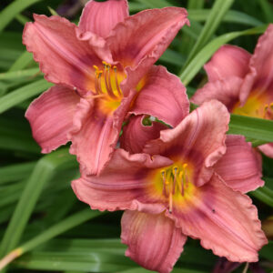 Hemerocallis (Daylily) – Rosy Returns – #1 Container