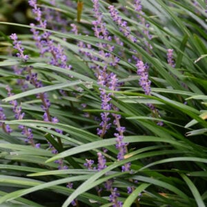 Liriope – Big Blue – #3 Container