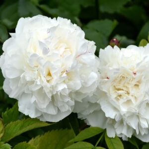 Paeonia (Peony) – Duchesse De Nemours – #3 Container