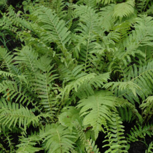 Polystichum (Christmas Fern) – Acrostichoides – #1 Container