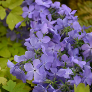 Phlox Divaricata – Blue Moon – #1 Container