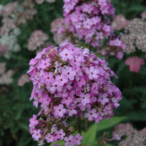 Phlox Paniculata – Jeana – #2 Container