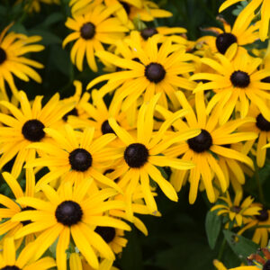 Rudbeckia Fulgida Var. (Coneflower) – Deamii – #2 Container