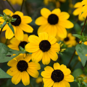 Rudbeckia Triloba (Coneflower) – Blackjack Gold – #2 Container