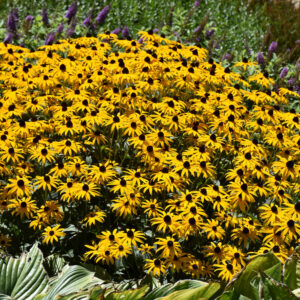 Rudbeckia Fulgida (Coneflower) – Goldblitz – #1 Container