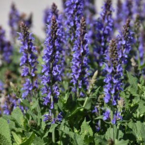 Salvia (Sage) – Blue Hill – #1 Container