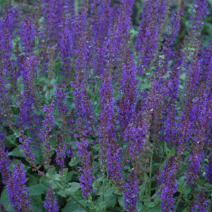 Salvia (Sage) – May Night – #1 Container