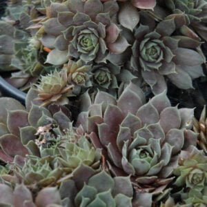 Sempervivum – Silverine – #1 Container