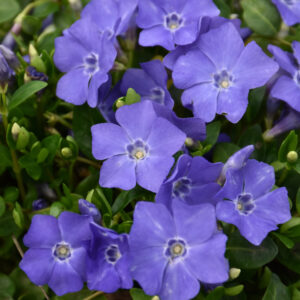 Vinca Minor – Bowles – #1 Container