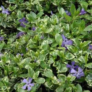 Vinca Minor – Ralph Shugert – #1 Container