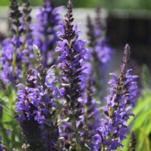 Salvia Nemorosa (Sage) – Marcus – #1 Container