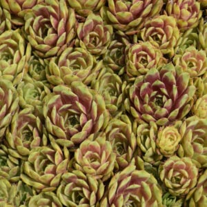 Sempervivum – Ruby Heart – #1 Container
