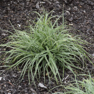 Carex Oshimensis – Evercolor Everest – #1 Container