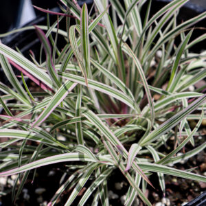 Schizachyrium Scoparium – Chameleon – #1 Container