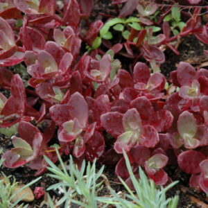 Sedum Sun Sparkler – Firecracker – #1 Container