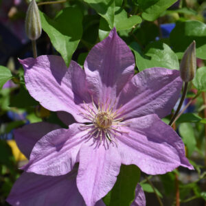 Clematis – Sally – 8″ Container