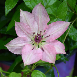 Clematis – Sarah Elizabeth – 8″ Container