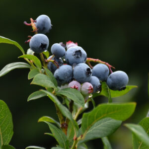 Blueberry – Northland – #2 Container