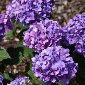 Hydrangea – Bloomstruck – #7 Container