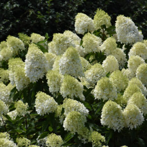 Hydrangea – Limelight Prime – #3 Container