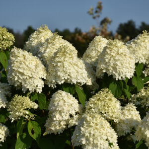 Hydrangea – Limelight – Balled and Burlapped