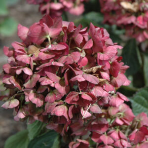 Hydrangea – Magical Ruby Red – #3 Container