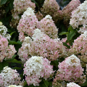 Hydrangea – Quick Fire Fab – #3 Container