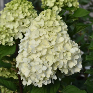 Hydrangea – Little Lime Punch – #2 Container