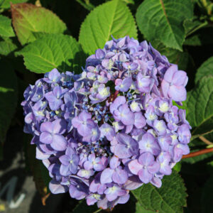 Hydrangea – Rock N Roll – #3 Container
