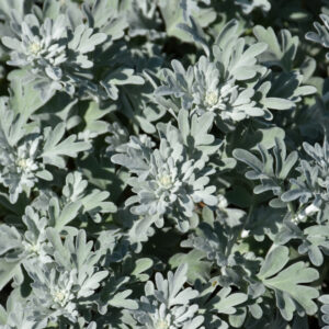 Artemisia Stelleriana – Silver Brocade – #1 Container