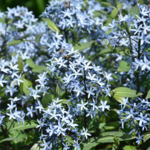 Amsonia Tabernaemontana – Storm Cloud – #1 Container