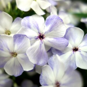 Phlox – Volcano® Lilac Splash – #1 Container