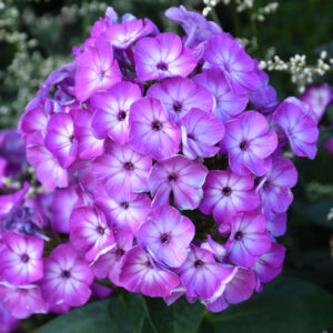 Phlox – Volcano® Purple w/ White Eye – #1 Container