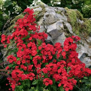 Phlox – Volcano® Red – #1 Container