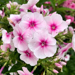 Phlox – Volcano® Soft Pink w/ Dark Eye – #1 Container