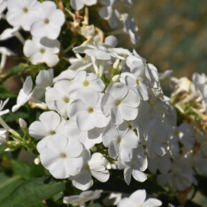 Phlox – Volcano® White – #1 Container