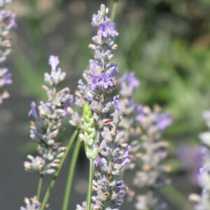 Lavandula X Intermedia – Provence – #2 Container