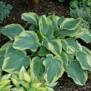 Hosta – Earth Angel – #1 Container