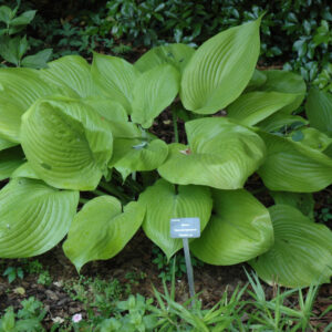 Hosta – Sum And Substance – #1 Container