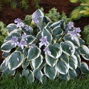 Hosta – First Frost – #1 Container