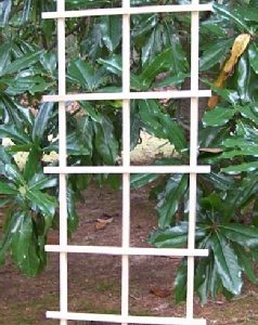 LADDER TRELLIS – 6′